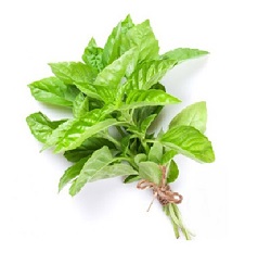 Albahaca x atado