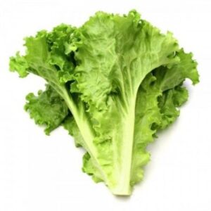 Lechuga Francesa x KG