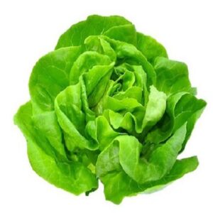 Lechuga Mantecosa x KG